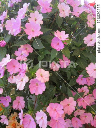 粉紅色鳳仙花的特寫 128820235