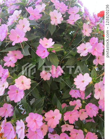 粉紅色鳳仙花的特寫 粉紅色鳳仙花的特寫 128820236