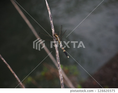 一隻雌性藍尾鷸(西伯利亞鷸)在河邊的枯枝上休息 一隻雌性藍尾鷸(西伯利亞鷸)在河邊的枯枝上休息 128820375