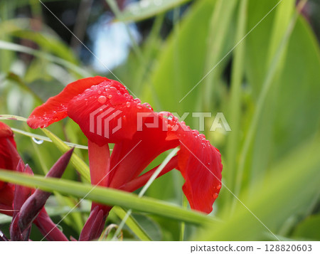 帶有水滴的紅色美人蕉的特寫（雨後鐵軌邊緣） 128820603