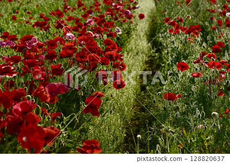 Poppy fields covered with morning dew in the Umamuro area of Konosu City 128820637