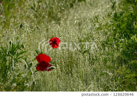Poppy flowers covered with morning dew in the Umamuro area of Konosu City 128820646