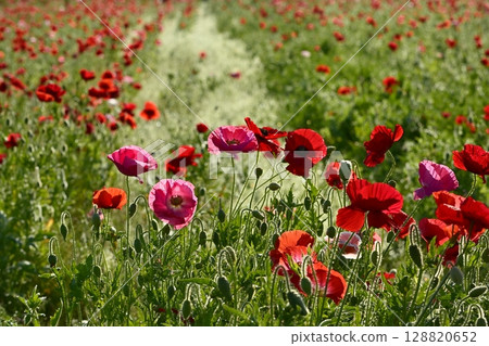 Poppy fields covered with morning dew in the Umamuro area of Konosu City Poppy fields covered with morning dew in the Umamuro area of Konosu City 128820652