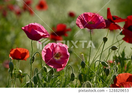 Poppy fields covered with morning dew in the Umamuro area of Konosu City 128820653