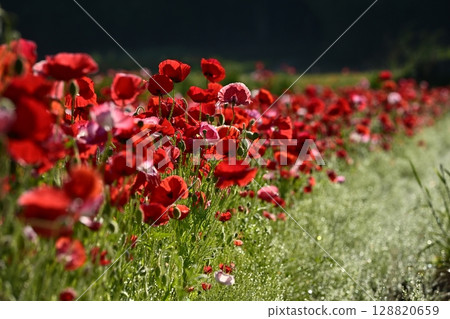 Poppy fields covered with morning dew in the Umamuro area of Konosu City Poppy fields covered with morning dew in the Umamuro area of Konosu City 128820659