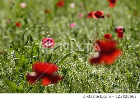 Poppy flowers covered with morning dew in the Umamuro area of Konosu City 128820662