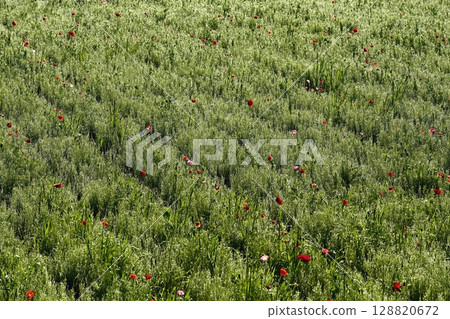 Poppy fields covered with morning dew in the Umamuro area of Konosu City Poppy fields covered with morning dew in the Umamuro area of Konosu City 128820672