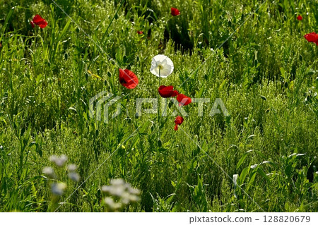Poppy flowers covered with morning dew in the Umamuro area of Konosu City 128820679