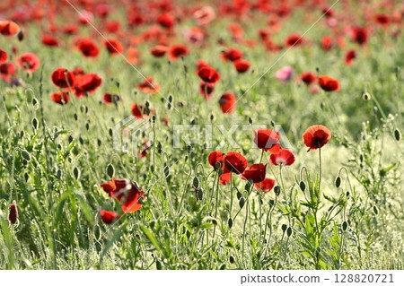 鴻巢市馬室地區的罌粟田沾滿晨露 128820721