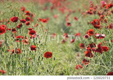 Poppy fields covered with morning dew in the Umamuro area of Konosu City 128820731