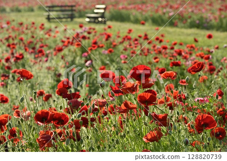 Poppy fields covered with morning dew in the Umamuro area of Konosu City 128820739