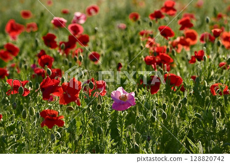 Poppy fields covered with morning dew in the Umamuro area of Konosu City 128820742