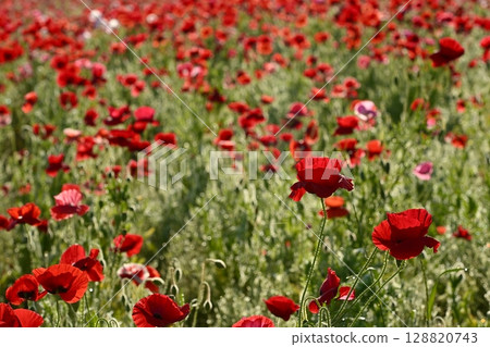 Poppy fields covered with morning dew in the Umamuro area of Konosu City 128820743