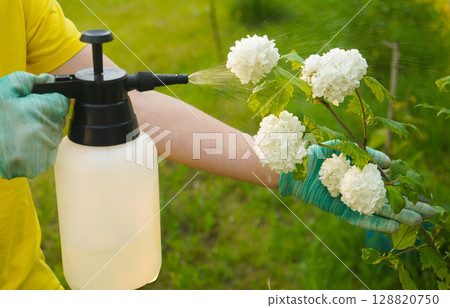In a lush garden, an individual sprays a protective liquid, and viburnum leaves show signs of damage in a close view. 128820750