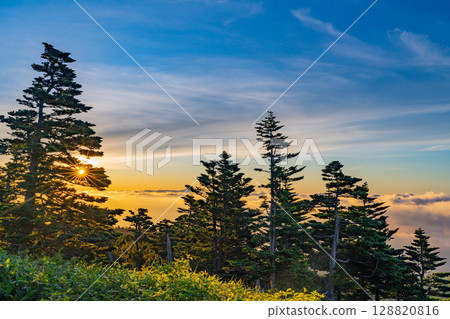 (Gunma Prefecture) Sunrise rising from a sea of clouds over the forests of Shibu Pass 128820816