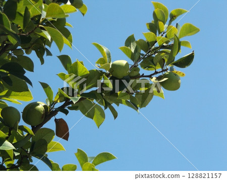 Still immature quince fruit 128821157