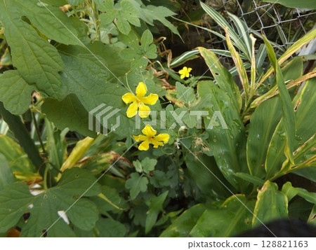Yellow flower of bitter melon grown from seed 128821163