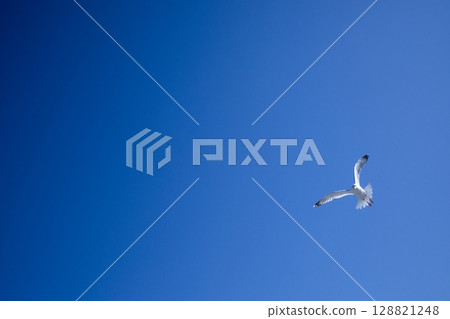 Solitary seagull soaring in a clear blue sky 128821248