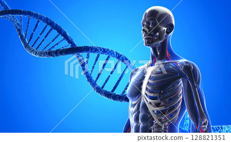 人體、DNA和染色體的圖像 128821351