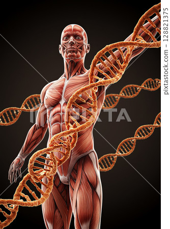 Image of the human body, DNA and chromosomes 128821375