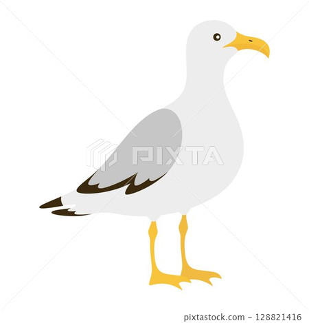 seagull isolated on white 128821416