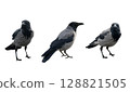 Three Unique Angles Capturing a Crow in Various Dynamic Poses and Different Views 128821505
