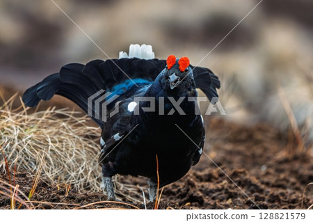 Majestic Black Grouse Displaying in Natural Habitat, a Wildlife Spectacle for Nature Enthusiasts 128821579