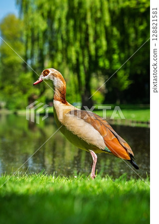 Elegant Egyptian Goose A Serene Lakeside Portrait in Natural Light, Perfect for Travel Imagery Elegant Egyptian Goose A Serene Lakeside Portrait in Natural Light, Perfect for Travel Imagery 128821581