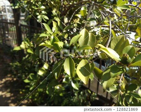 This year's guava fruit is plentiful and dark green. This year's guava fruit is plentiful and dark green. 128821869