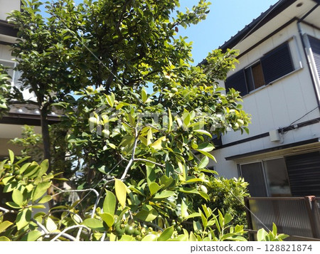 尚未成熟的榅桲和番石榴 128821874