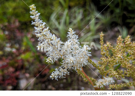 日本銀蓮花的白花 128822090