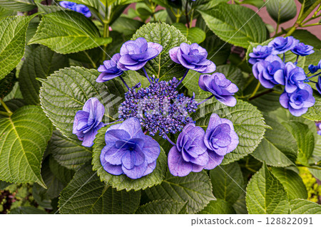 藍色繡球花 藍色繡球花 128822091
