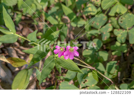 Purple flowers of the purple wood sorrel Purple flowers of the purple wood sorrel 128822109