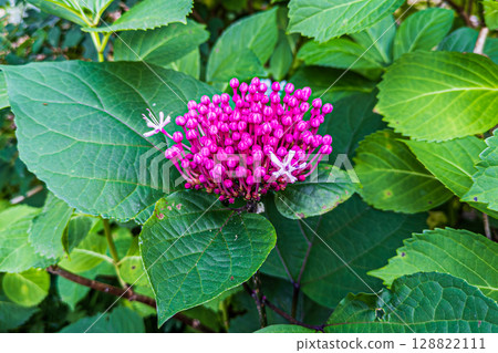 水仙花開出了淡粉紅色的花。 水仙花開出了淡粉紅色的花。 128822111