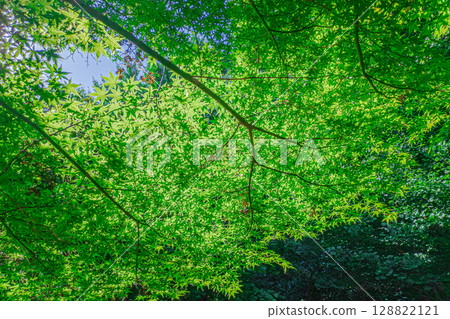 Forest scenery in July: Japanese maple 128822121