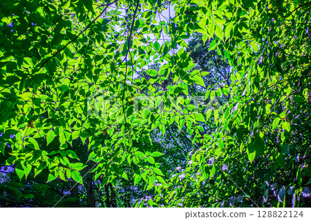 Forest landscape in June Forest landscape in June 128822124