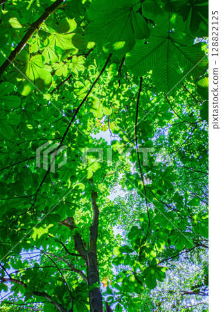 Forest landscape in June Forest landscape in June 128822125