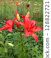 Red Drops, Lily Melody 128822721