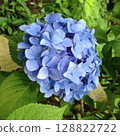 Blue memories, whispers of hydrangeas 128822722