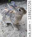 Rabbit listening to the poem of sand 128822726