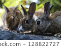 Three Rabbits Meeting 128822727