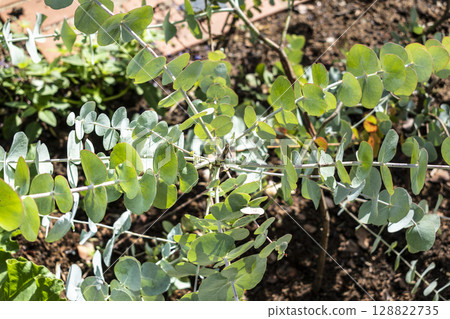 Eucalyptus, outdoor plant, leave and branch 128822735