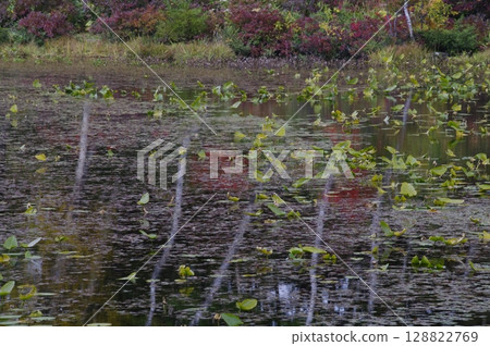 秋天,從渋峠到志賀高原的花楸樹變成美麗的紅色。 秋天,從渋峠到志賀高原的花楸樹變成美麗的紅色。 128822769