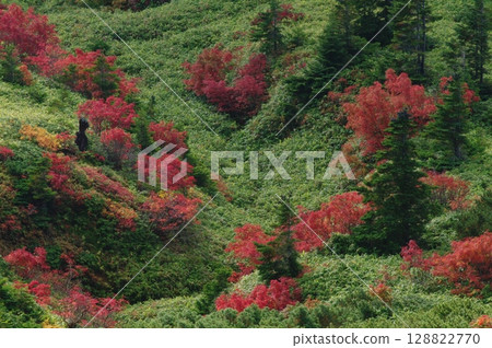 秋天，從渋峠到志賀高原的花楸樹變成美麗的紅色。 128822770