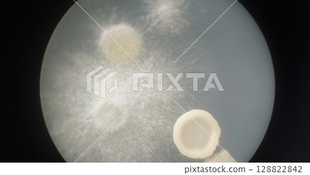 真菌菌落的顯微照片 真菌菌落的顯微照片 128822842