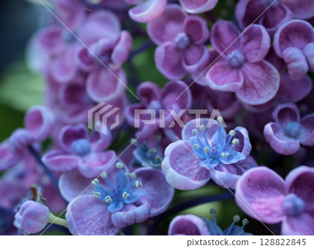 Uzu Hydrangea blooming in the humid June Uzu Hydrangea blooming in the humid June 128822845