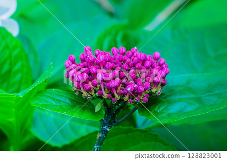可愛的粉紅紐帶月桂花蕾 128823001