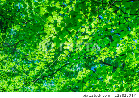 Forest scenery in July 128823017