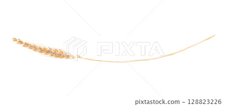 Wheat ear stalk isolated on white background. Hand painted watercolor illustration. Perfect for organic food design, bakery branding, logo, eco packaging, menu and agricultural themed projects 128823226