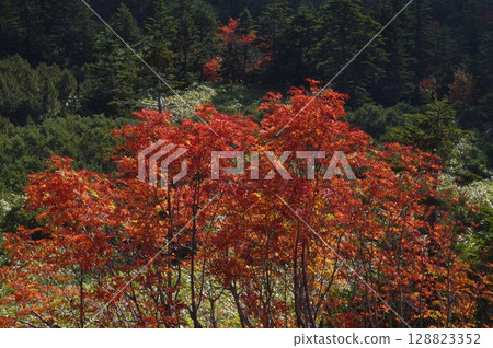 秋天，從志賀高原的澀谷往外望去，秋葉染成紅色，景色十分美麗。 128823352